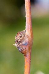 Damaged raspberry shoots by Raspberry gall midge -Lasioptera rubi. 