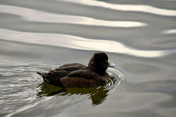 Female tufted duck on a pond, London, UK