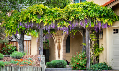 Fototapeta na wymiar A colorful blooming Wisteria plant with purple flowers grows on a trellis in California. 