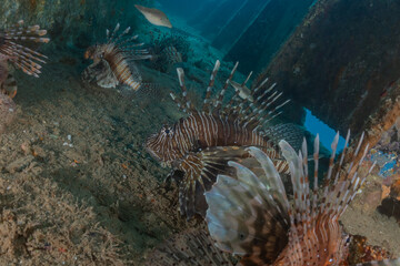 Naklejka na ściany i meble Lionfish in the Red Sea colorful fish, Eilat Israel 