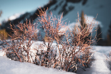 snow on bush