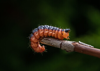 The native wood borers Cossus cossus (European goat moth, Lepidoptera: Cossidae)