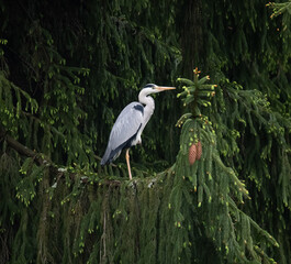 A common grey heron sitting on tree