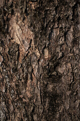 Obraz premium texture