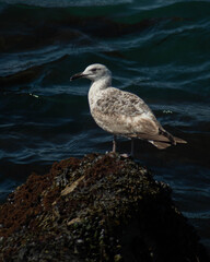 Fototapeta premium seagull on the beach