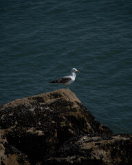 seagull on the pier