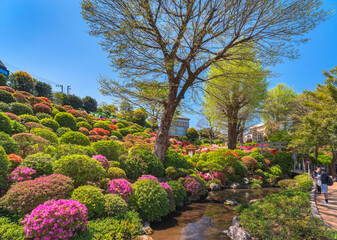 Tourists sightseeing the azalea festival or tsutsuji matsuri of the Japanese Shintoist Nezu shrine adorned with blooming rhododendron flowers on a slope and a river.