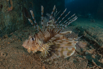 Lionfish in the Red Sea colorful fish, Eilat Israel
