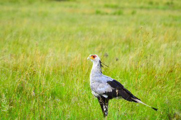 Secretarybird or Secretary bird is a terrestrial bird which eats snakes