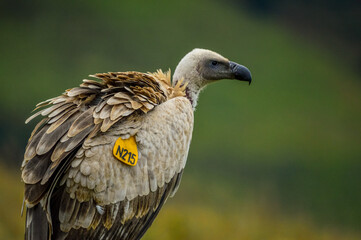Portrait of a marked cape vulture or cape griffon also known as Kolbe's is the largest raptor in South Africa