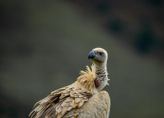 Cape vulture or Cape griffon vulture head portrait in South Africa
