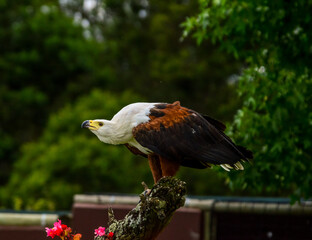 An African fish eagle (haliaeetus vocifer ) making it's signature call