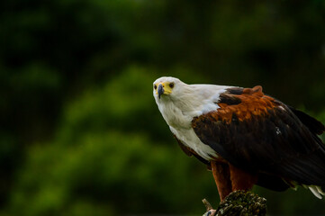 African fish eagle - a large bird of prey known as haliaeetus vocifer perched on a tree