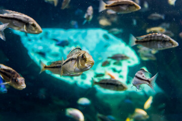 Fototapeta premium Interior of a large aquarium with hundreds of tropical fish.