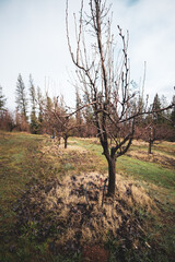 orchard