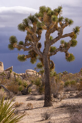 Joshua Tree National Park, CA, USA - December 30, 2012: closeup of tall and well branched namesake tree against dark blueish gray rainy sky. Beige boulders and dried shrub behind.