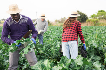 Experienced male farmer gathering harvest of organic broccoli on field