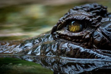 Fototapeta premium Eye of a crocodile over the water