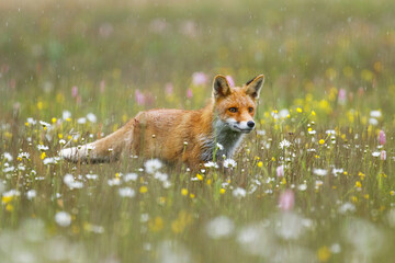 Fox in flowers. Red fox, Vulpes vulpes, sniffs about prey on colorful flowered meadow. Orange fur coat animal hunting in spring rain. Beautiful beast in natural habitat. Wild vixen. Wildlife nature.