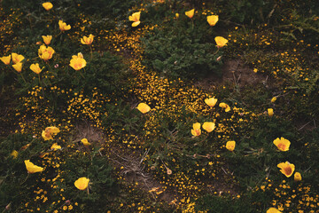 Golden poppies