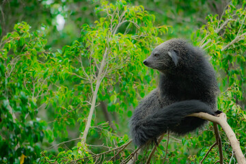 Binturong in the forest