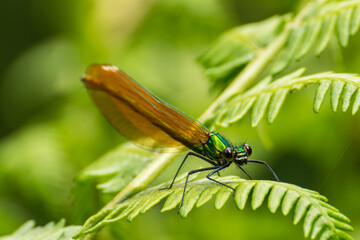 Dragonfly perched on the leaf of a fern