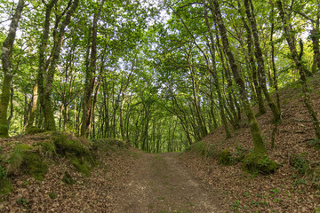 Forest trail in spring with trees and lush vegetation