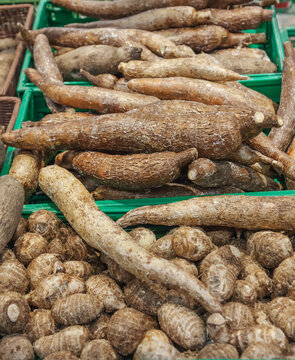 Cassava