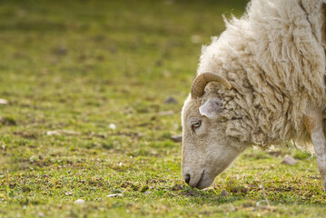 unshorn sheep in a spring meadow. beautiful natural sheep close-up raised on a farm in the village for wool and meat