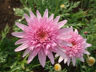 Obraz premium 日本の栃木県にある足利フラワーパークで見たピンクの菊