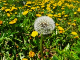 dandelion in the grass