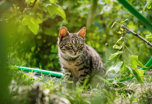 Little tabby cat hunting in the garden
