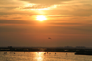 Naklejka premium sunset over pond of flamingos