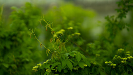 Young chestnut leaves with blossom against  
