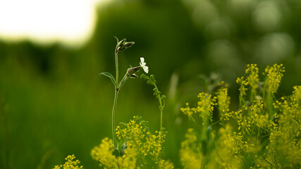 Young chestnut leaves with blossom against  