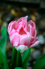 Pink and white tulip. Tulip flower closeup, selective focus. Macrophotography of spring flower. Natural macro background.