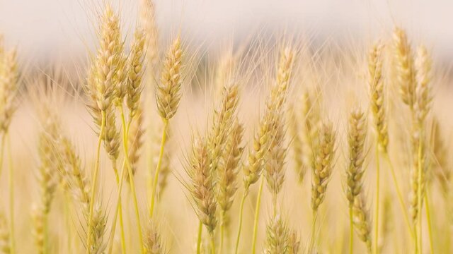 Yellow Field of Rye or Ripe Wheat Blowing by Wind in A Field, Agriculture or Farm Image, Nobody, Fixed Shooting, Food Industry