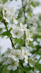 Flowers of the cherry or apple blossoms on a spring day