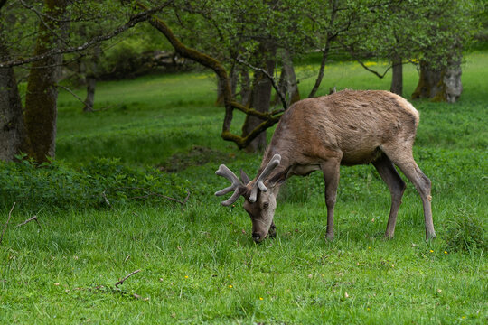young male antler in forest