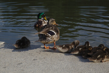 Mallard Duck Family - 435302317