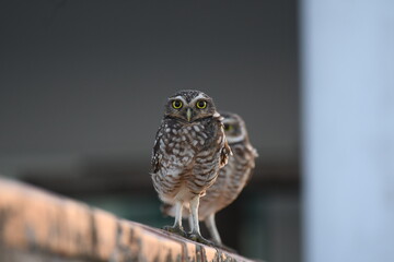 Earth owl