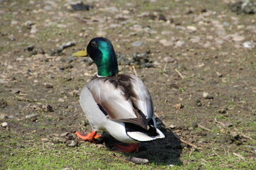 Walk Of The Mallard, William Hawrelak Park, Edmonton, Alberta