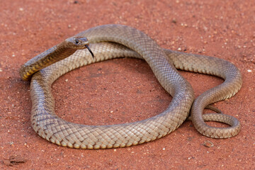 Strap-snouted Brown Snake in defensive stance