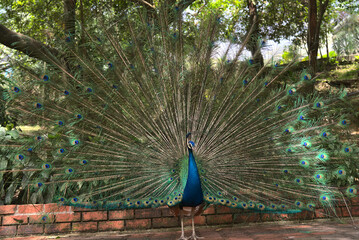 Obraz premium Pfau im Vogelpark