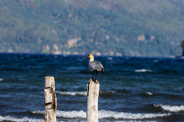 Bandurria Austral, Bariloche. Argentina