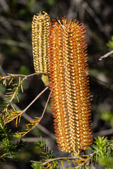 Heath Banksia plant in flower