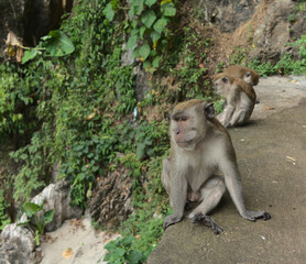 Affen kuala lumpur tempel