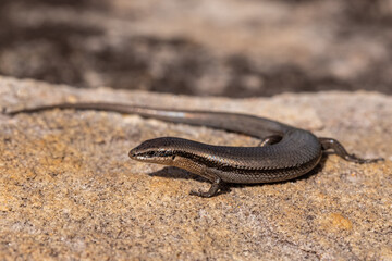 Australian Red-throated Skink