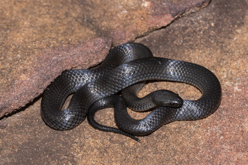 Eastern Small-eyed Snake curled up