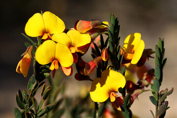 Variable Bossiaea plant in flower